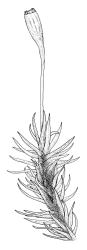 Ulota lutea, habit with capsule, moist. Drawn from A.J. Fife 8084, CHR 436819.
 Image: R.C. Wagstaff © Landcare Research 2017 